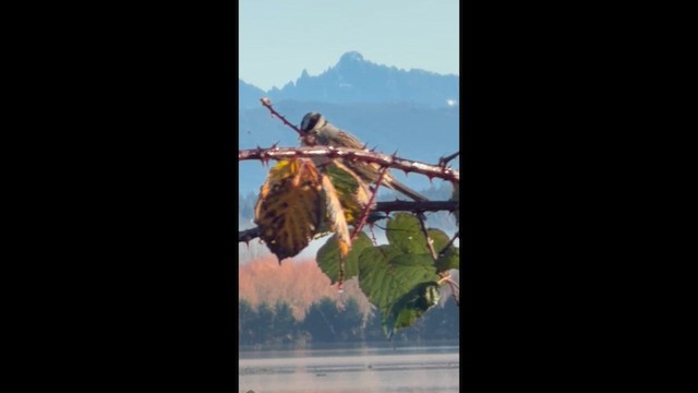 Porsuk Serçesi - ML646851890