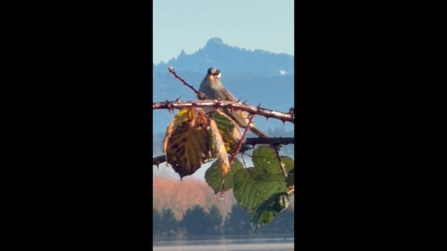 Porsuk Serçesi - ML646851891