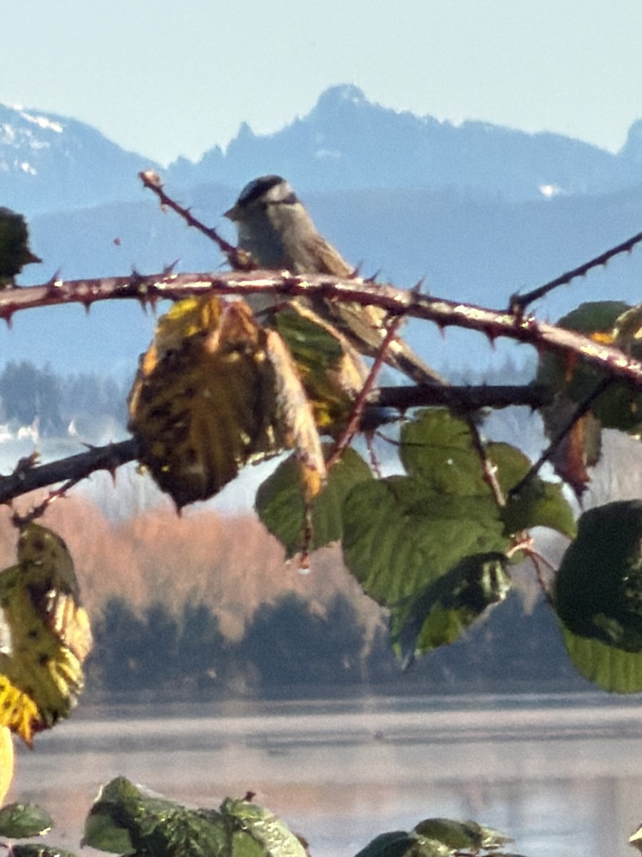 Porsuk Serçesi - ML646851892