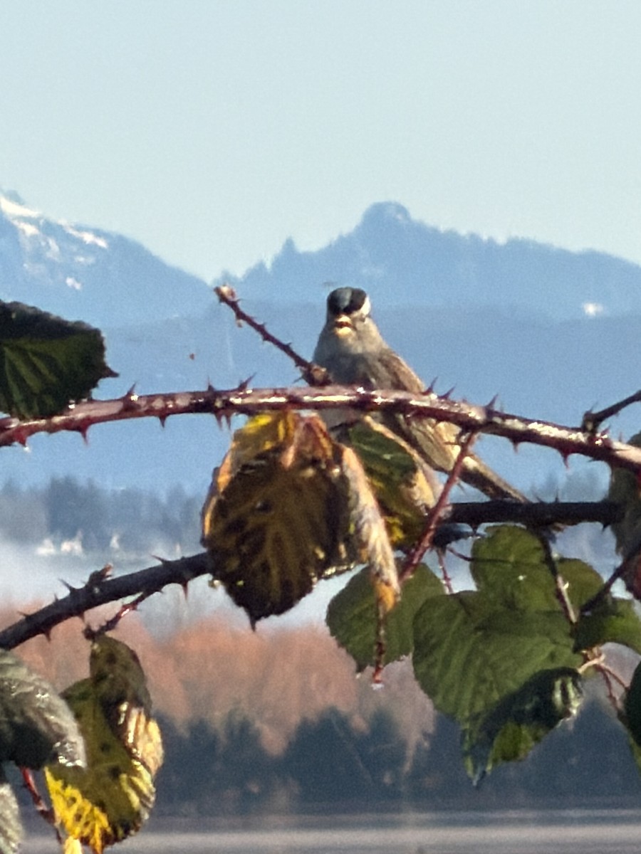 Porsuk Serçesi - ML646851893