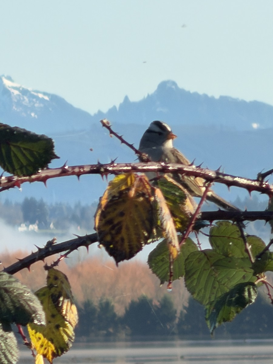 Porsuk Serçesi - ML646851894