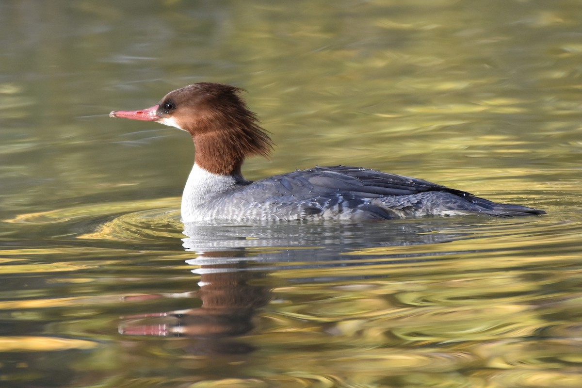 Common Merganser - ML646851895