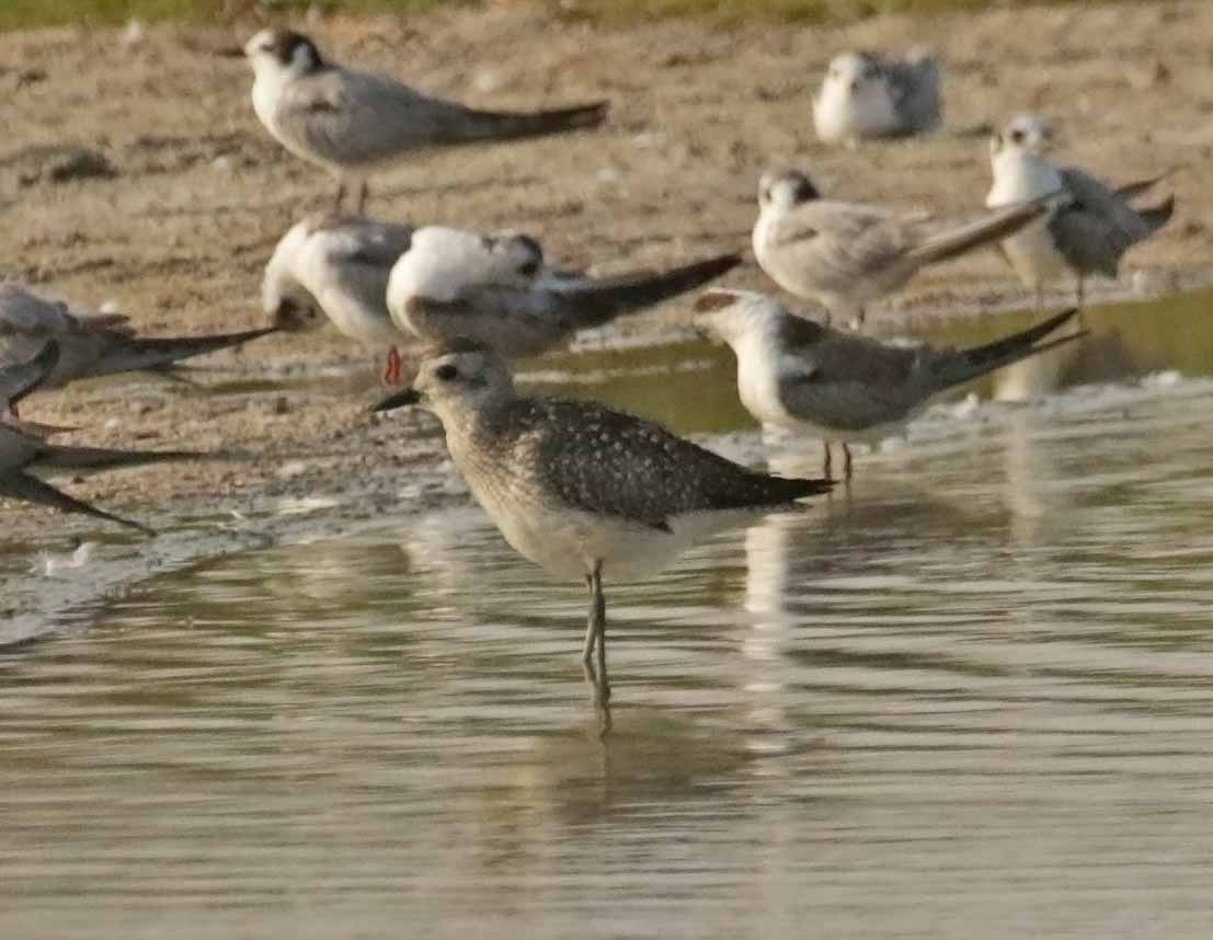 חופזי מנומר - ML646851898