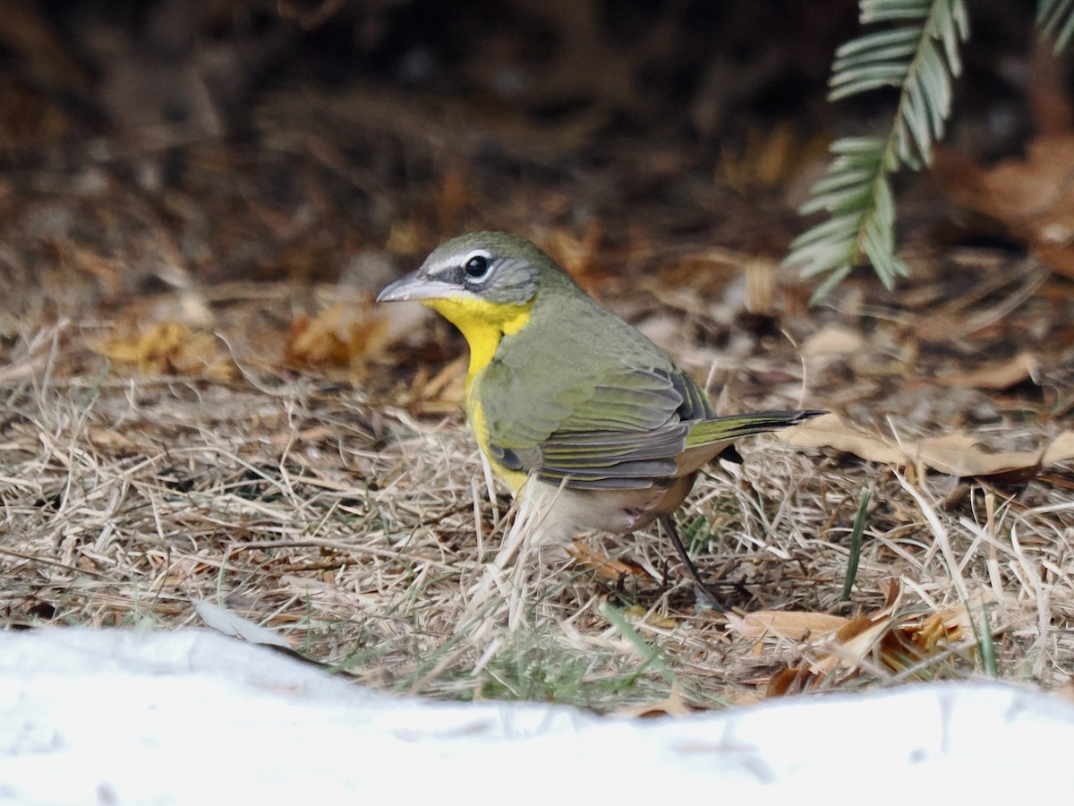 オオアメリカムシクイ - ML646851900