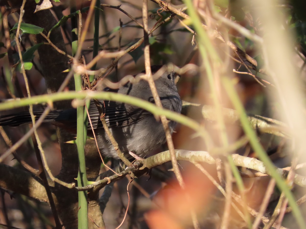 Gray Catbird - ML646851901
