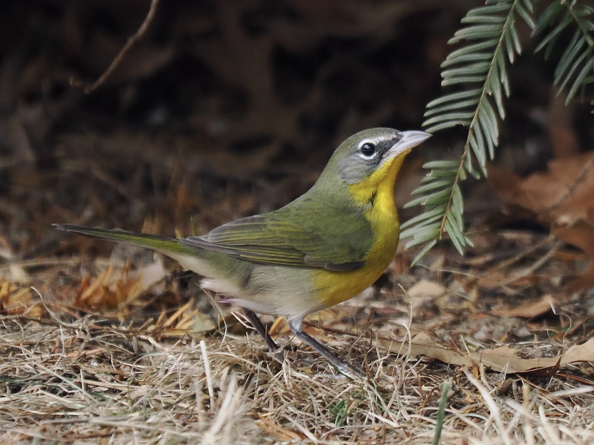 オオアメリカムシクイ - ML646851913