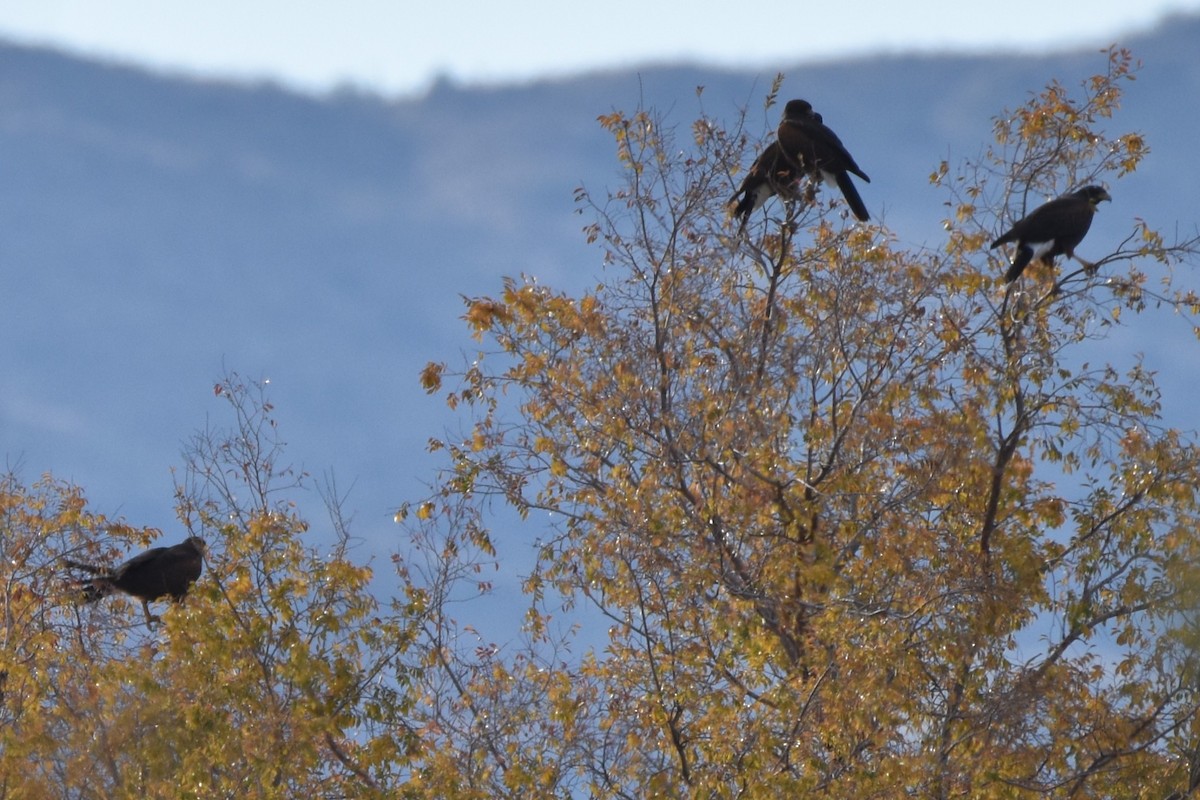 Poiana di Harris - ML646851914