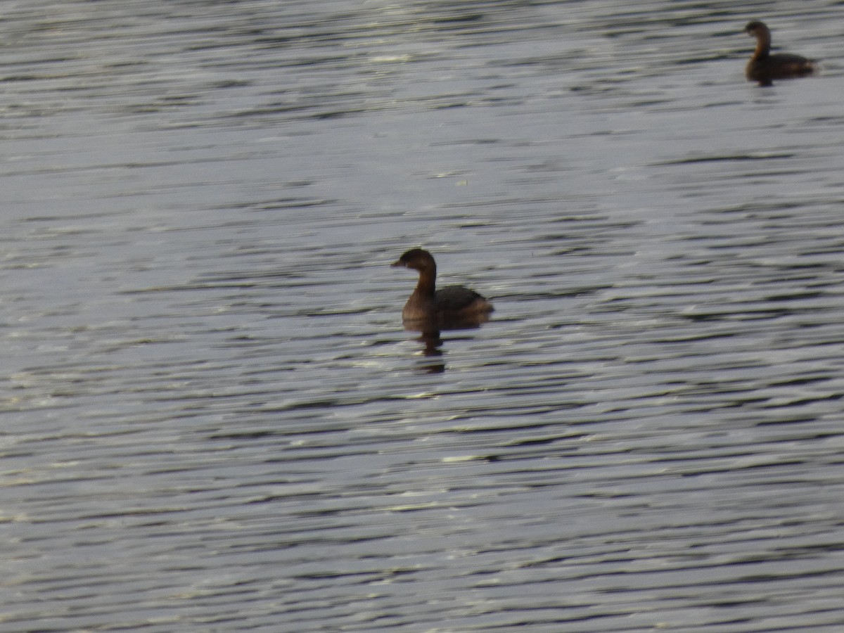 Пестроклювая поганка - ML646851915