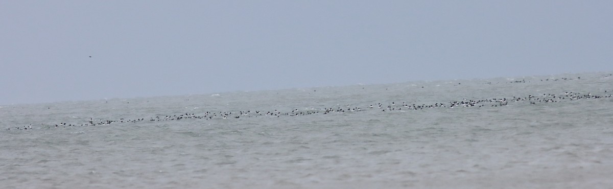 Алаг шунгаач - ML646851919