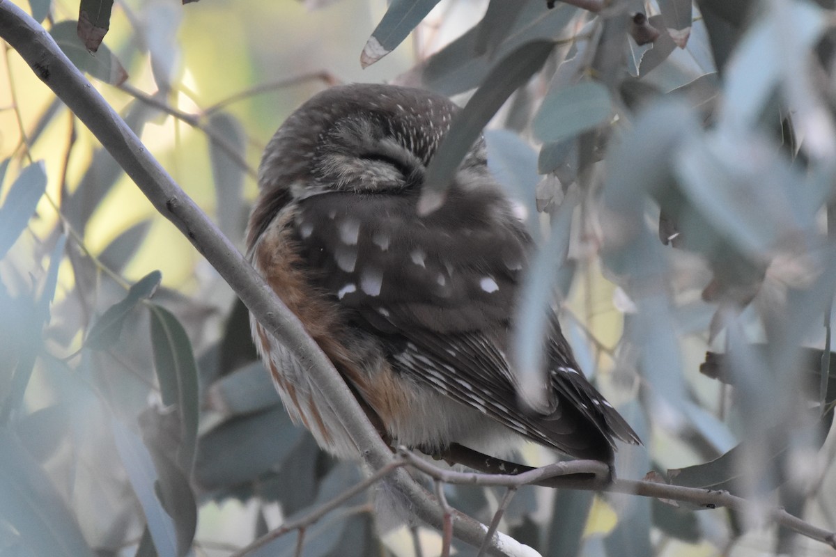 Northern Saw-whet Owl - ML646851928