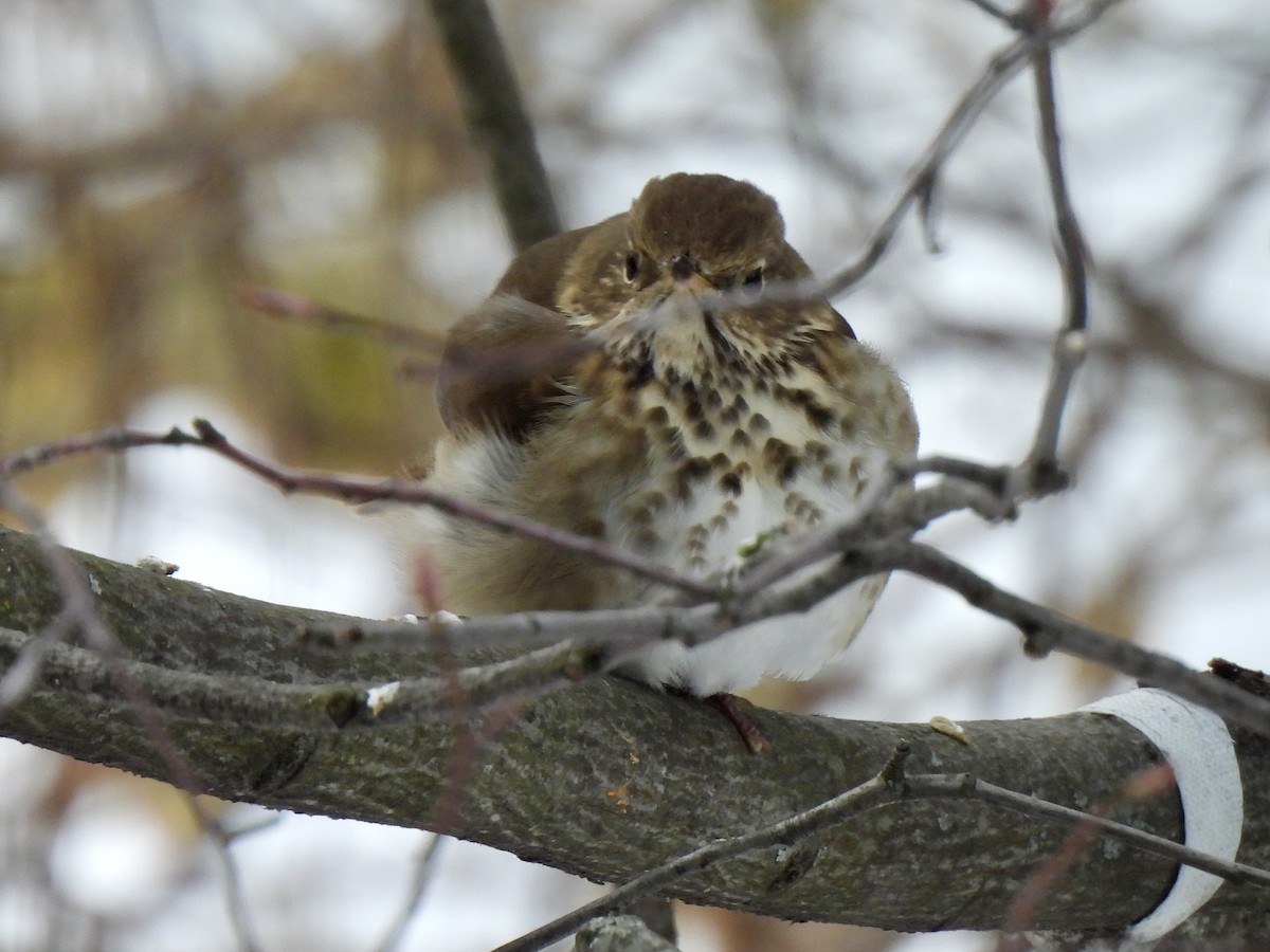 Hermit Thrush - ML646851929