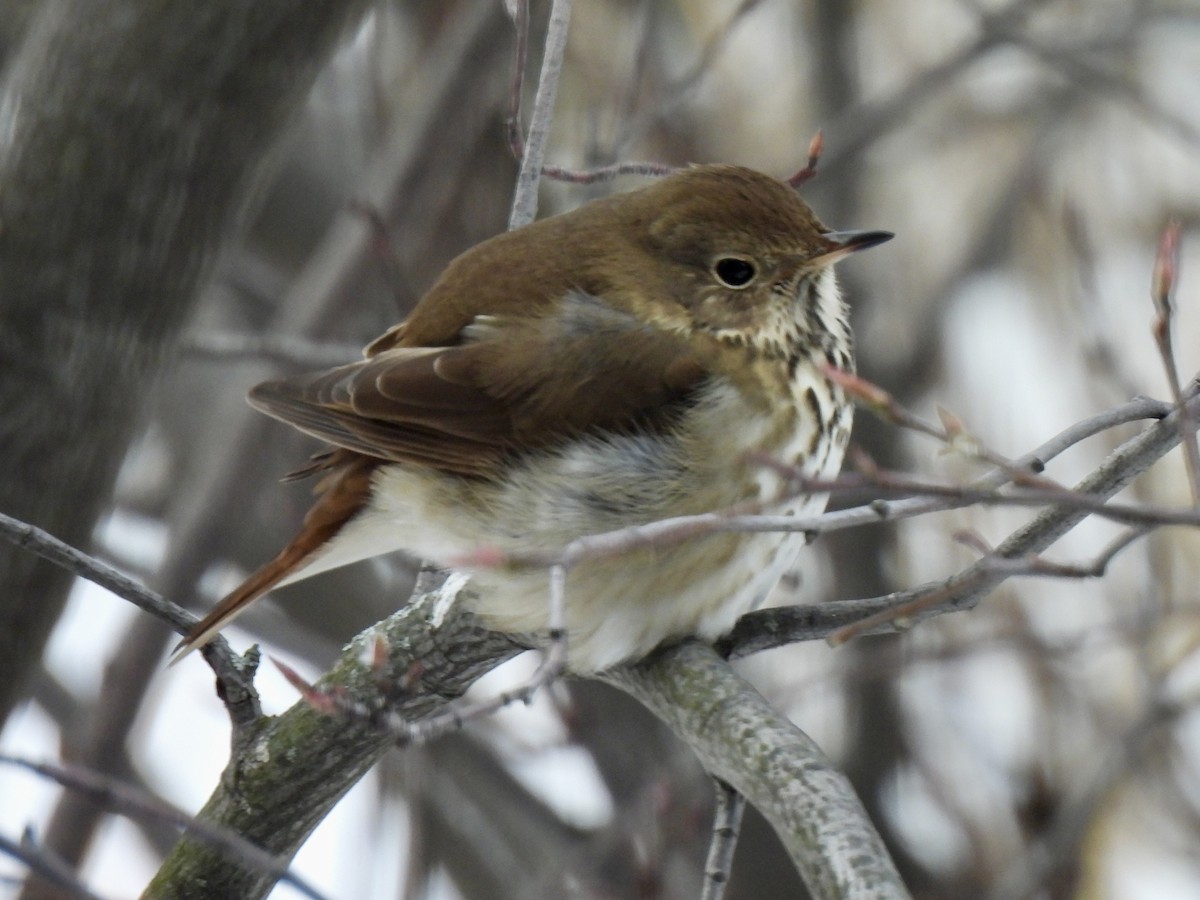 Hermit Thrush - ML646851930