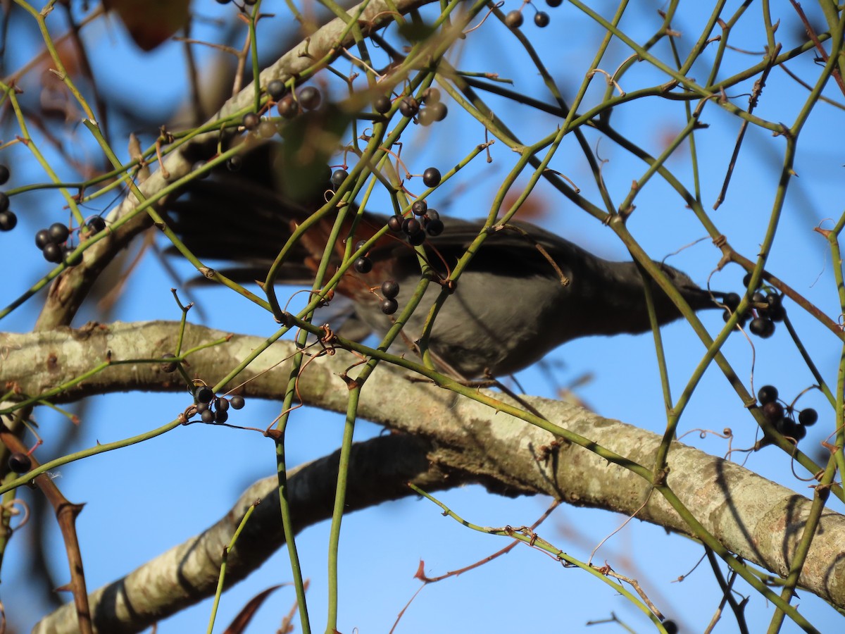 Gray Catbird - ML646851933