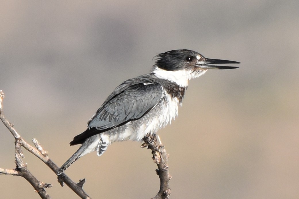 Belted Kingfisher - ML646851934