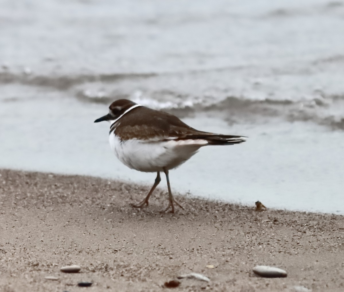 Killdeer - ML646851935