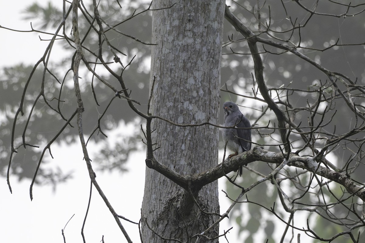 Lizard Buzzard - ML646851936
