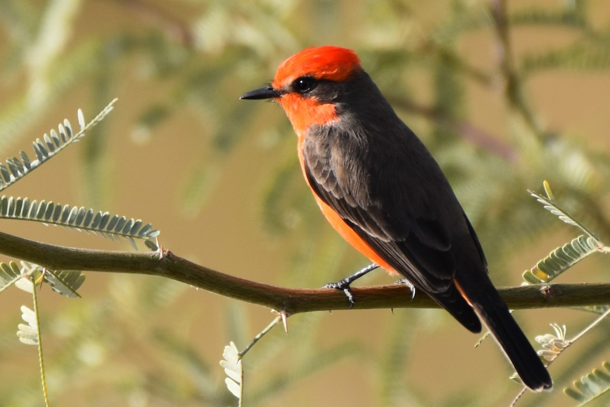 Vermilion Flycatcher - ML646851937