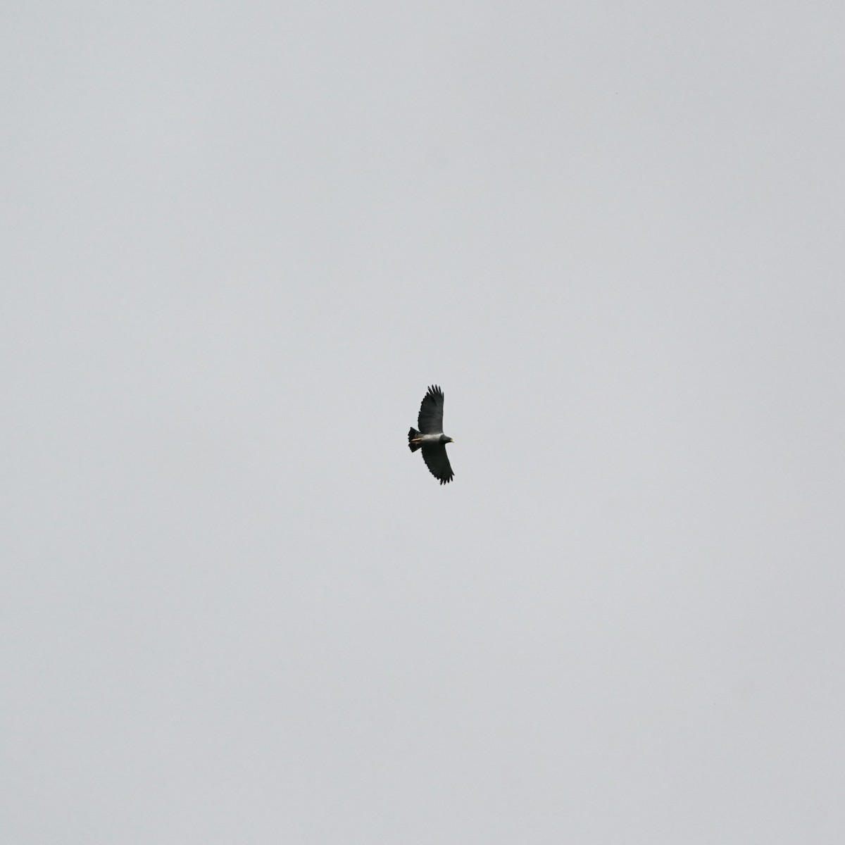 Barred Hawk - ML646851942