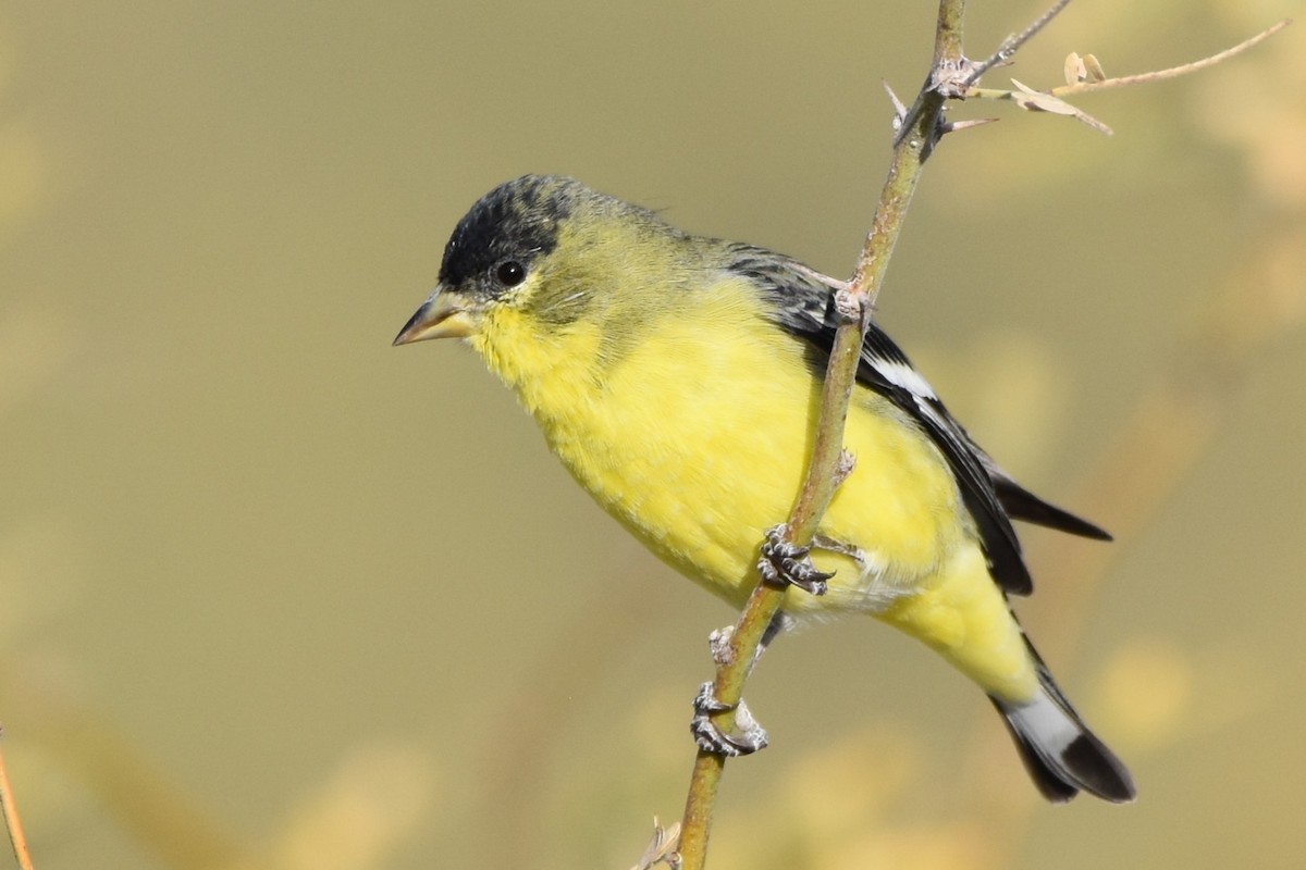 Lesser Goldfinch - ML646851952