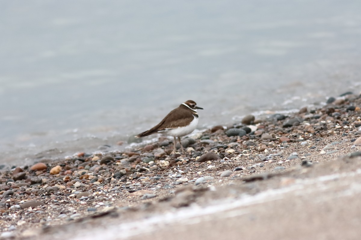 Killdeer - ML646851953