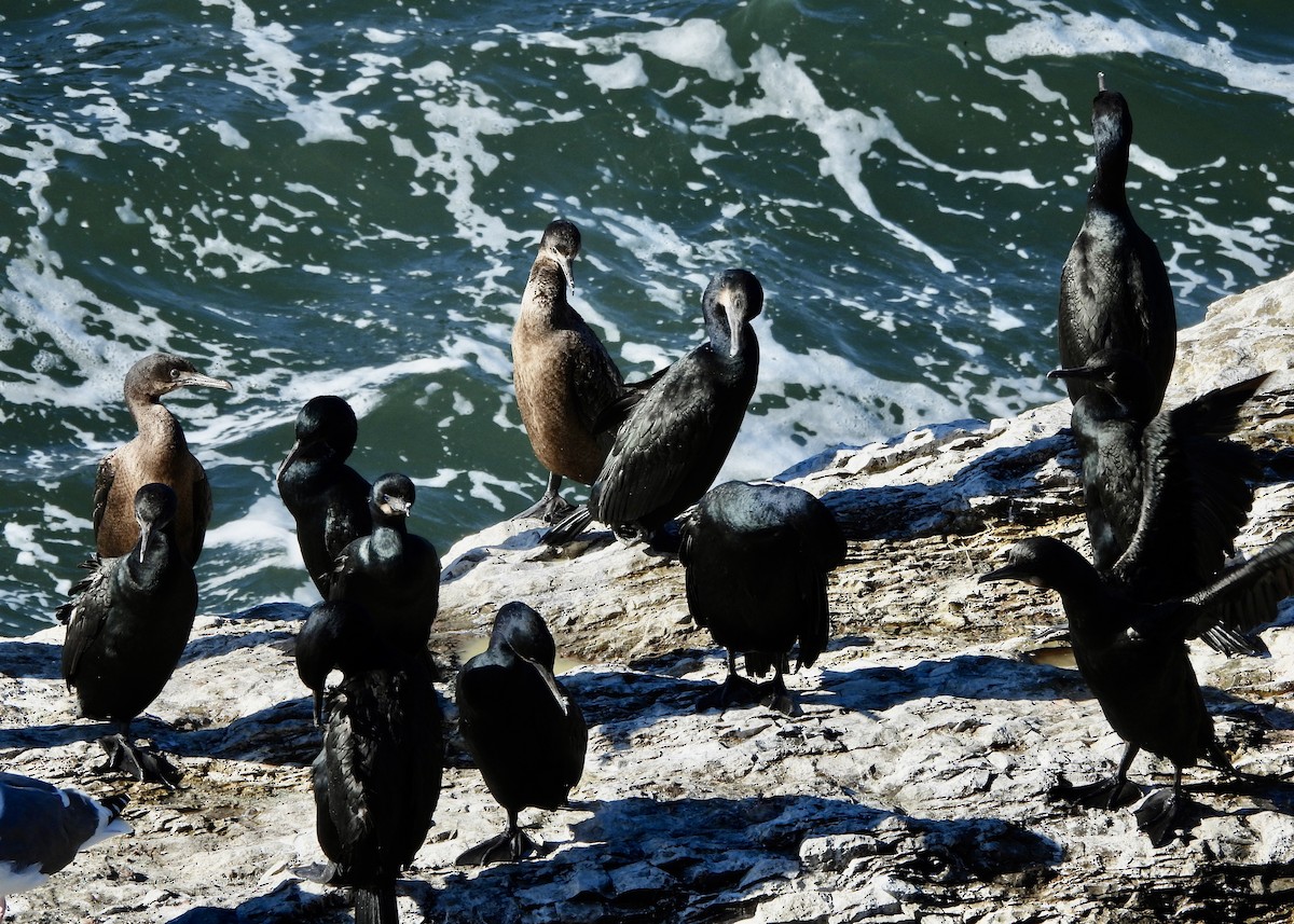 Brandt's Cormorant - ML646851956