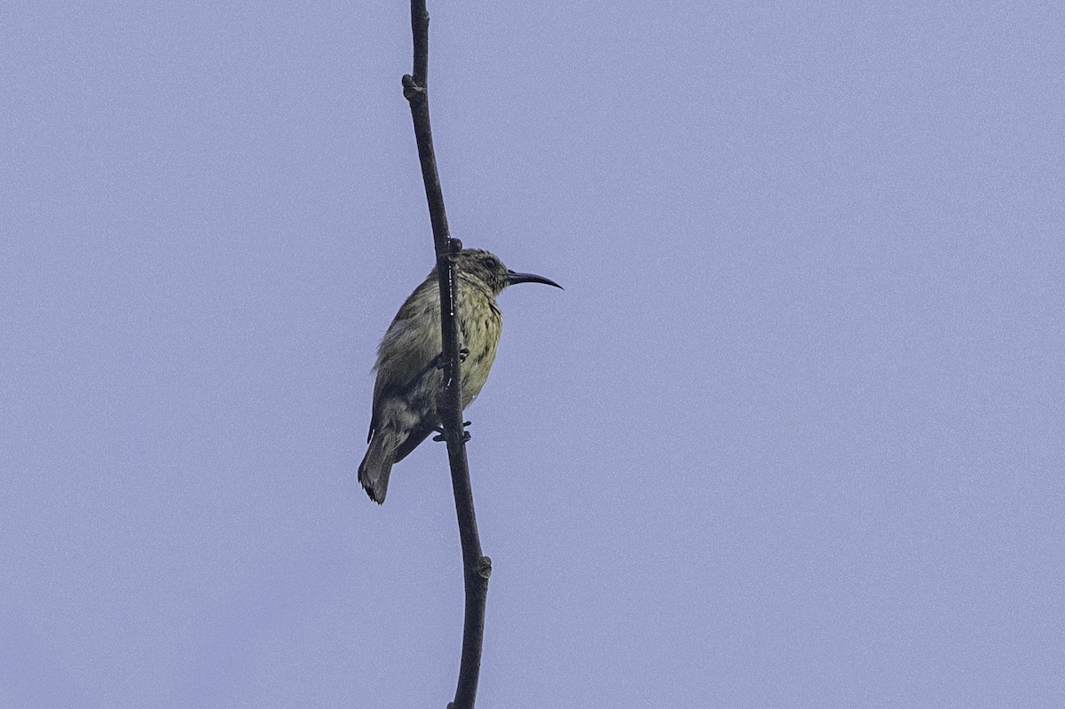 Souimanga d'Adelbert - ML646851962