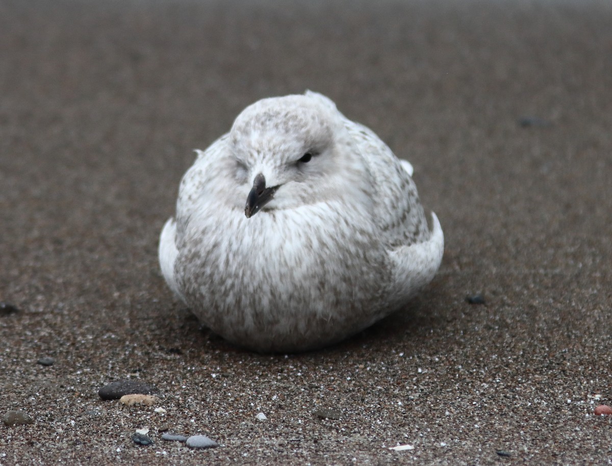 Iceland Gull (kumlieni) - ML646851963