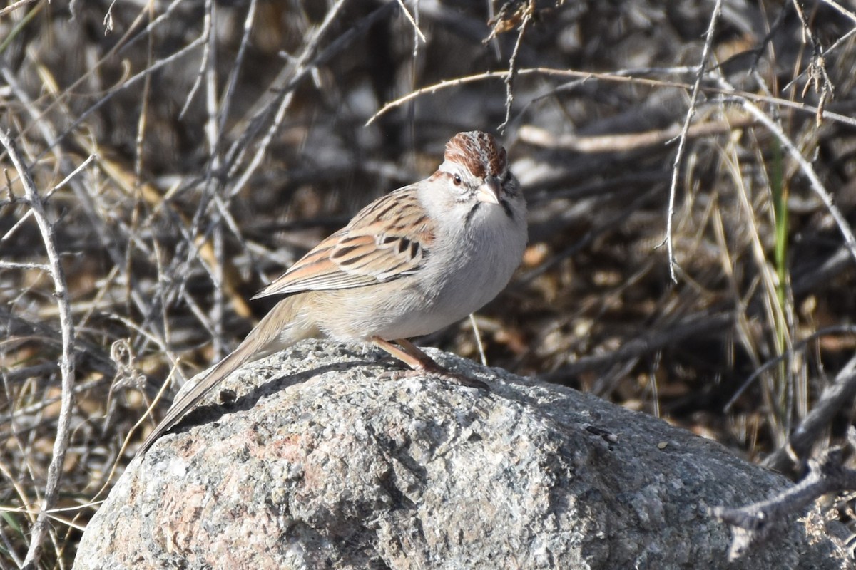Rufous-winged Sparrow - ML646851965