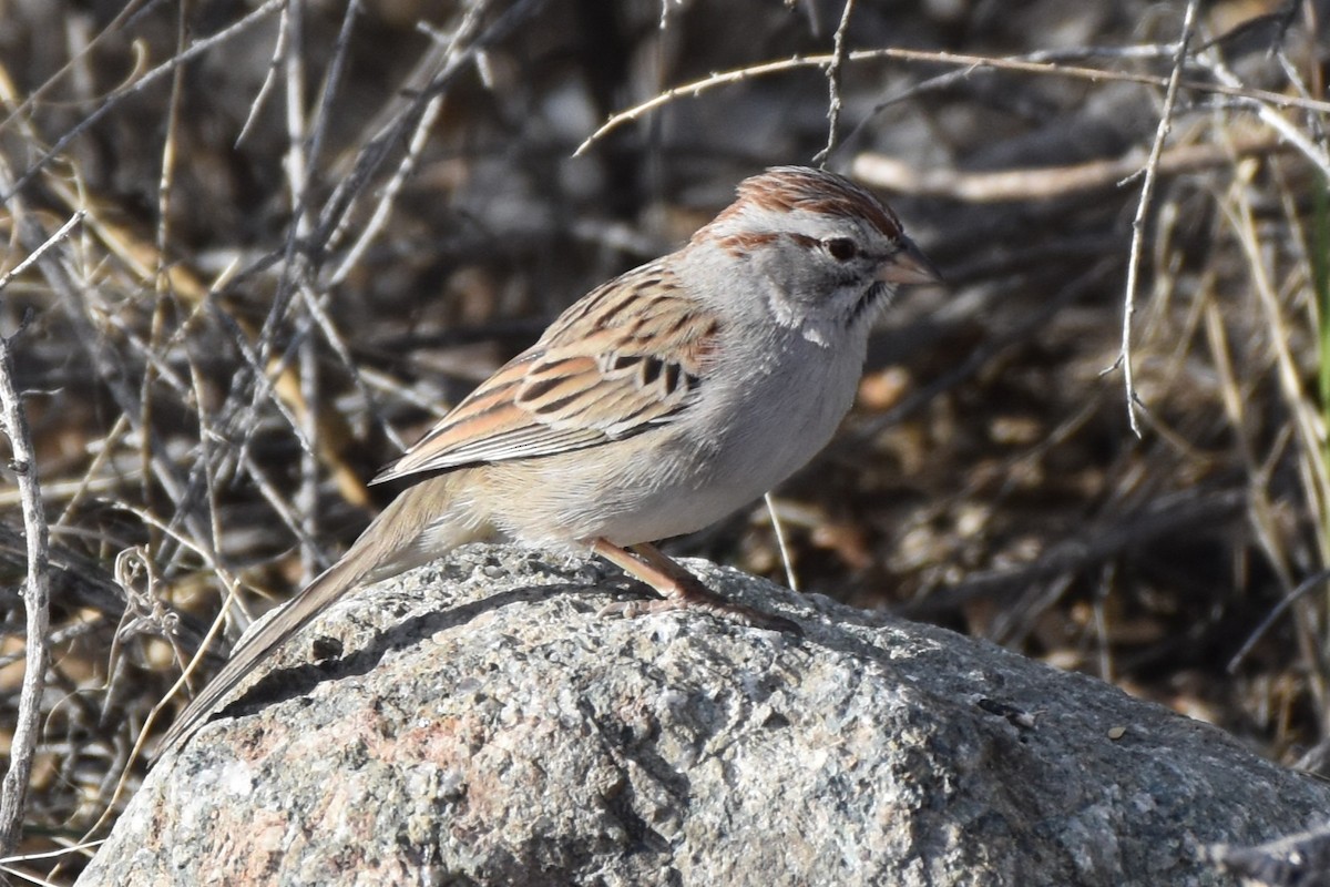 Rufous-winged Sparrow - ML646851966