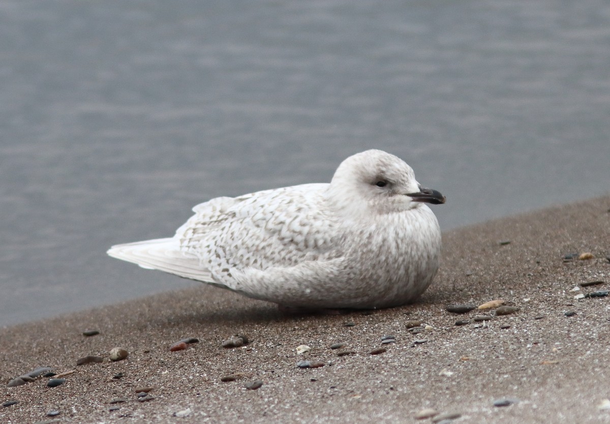 Iceland Gull (kumlieni) - ML646851970