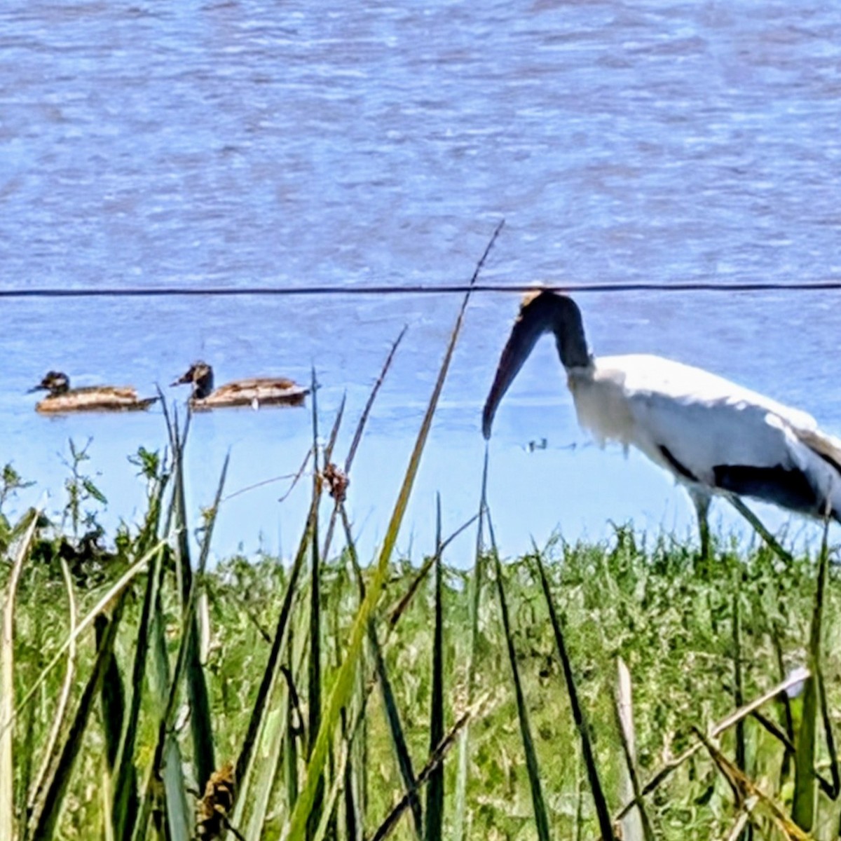 Brazilian Teal - ML646851976