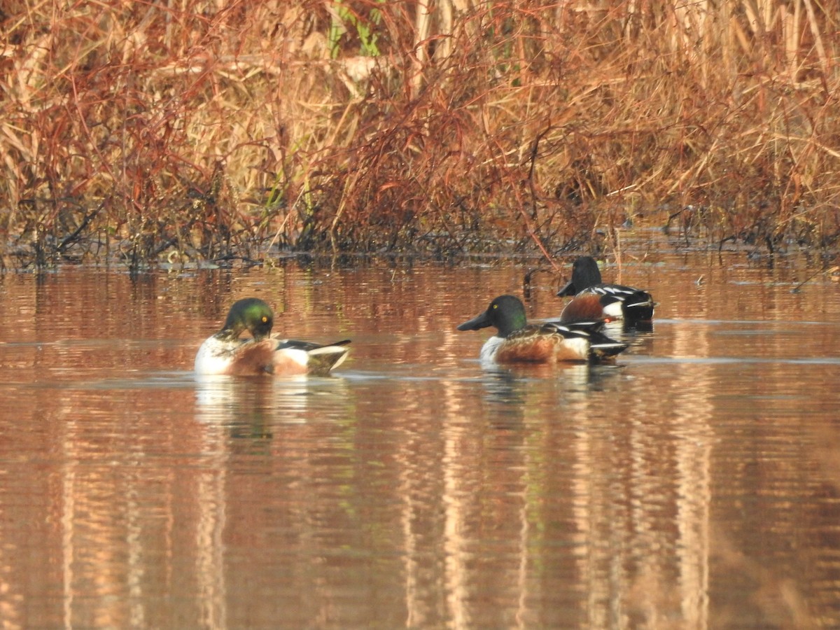 Northern Shoveler - ML646851986