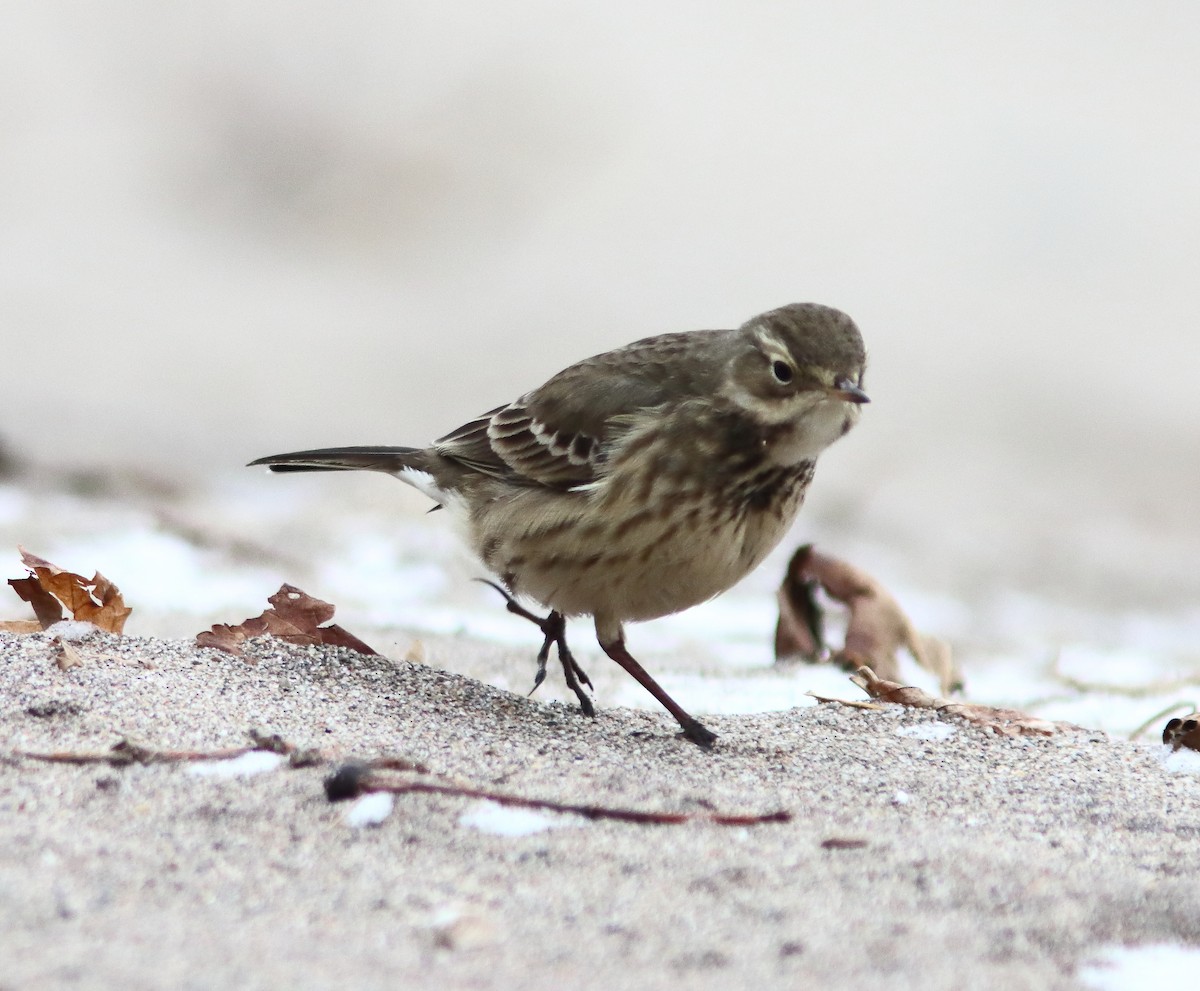 American Pipit - ML646851987