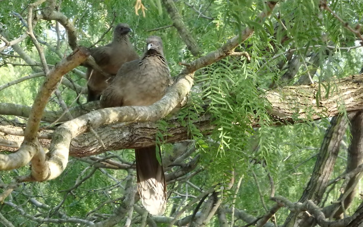 kratthokko - ML646851990