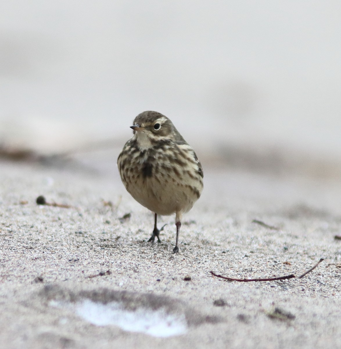 American Pipit - ML646851993