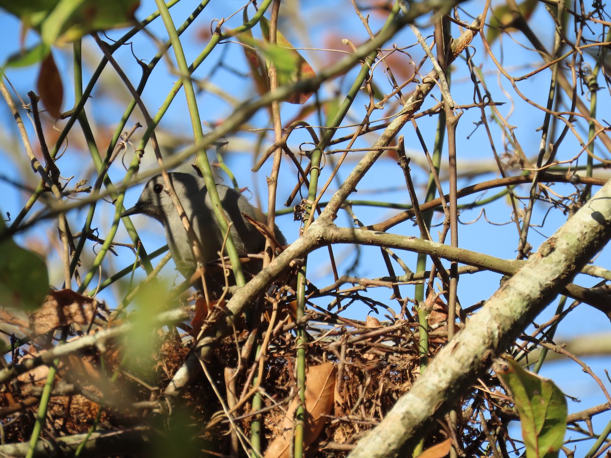 Gray Catbird - ML646851994