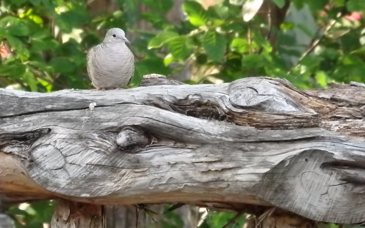 kaktusdue - ML646851995