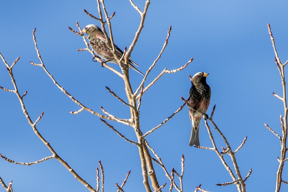Black Rosy-Finch - ML646851996