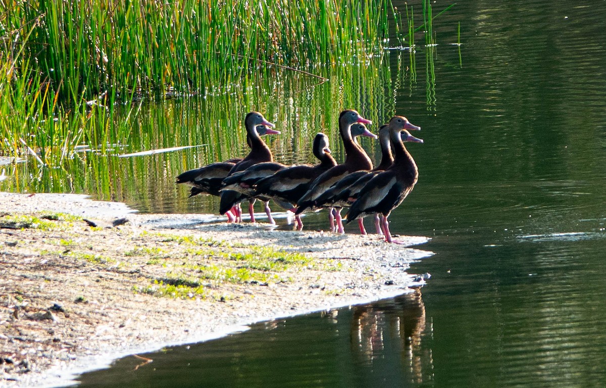 Black-bellied Whistling-Duck - ML646851997