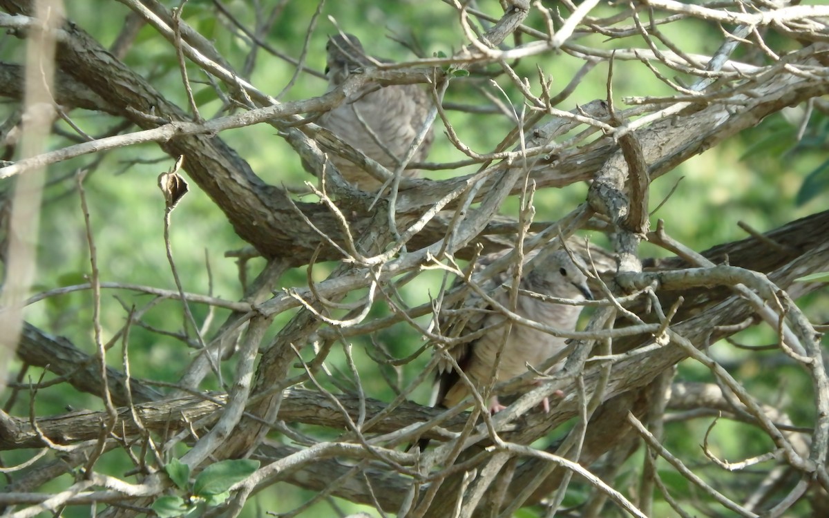 kaktusdue - ML646852000