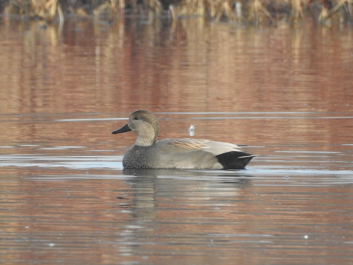 Gadwall - ML646852005