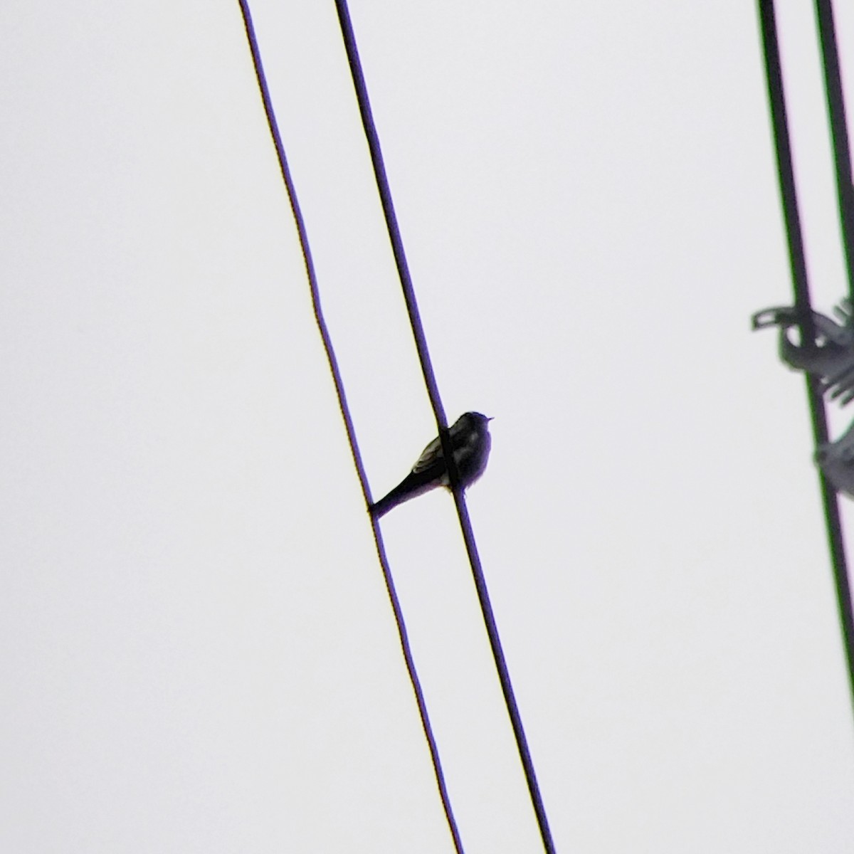 Zimtkehlschwalbe - ML646852008