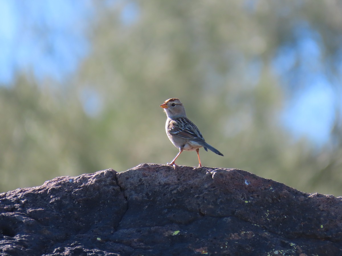 Porsuk Serçesi - ML646852012
