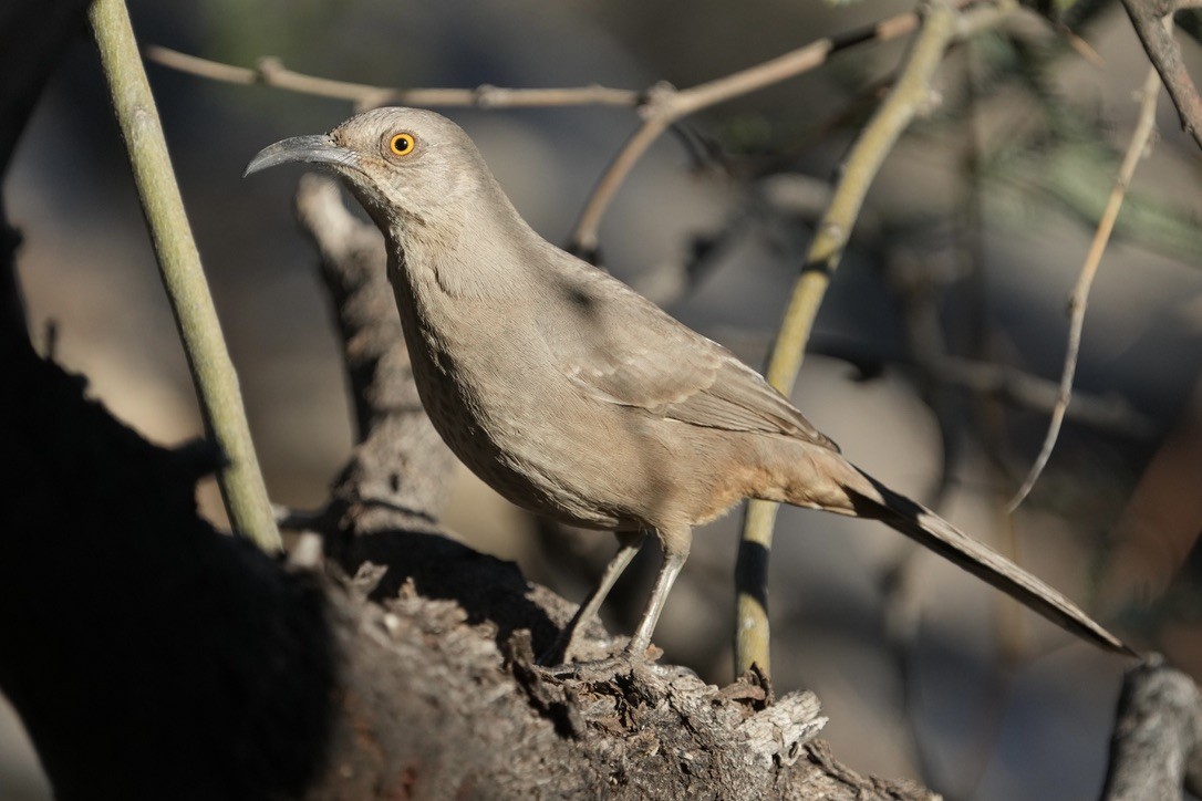 drozdec skvrnitoprsý - ML646852013