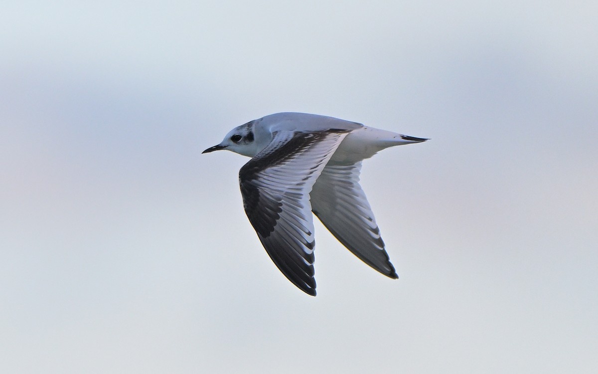 Mouette pygmée - ML646852014