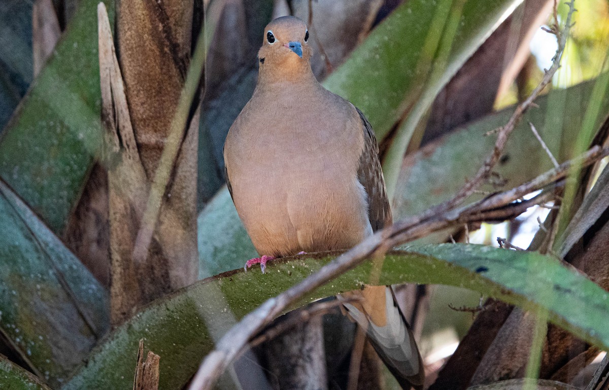 ナゲキバト - ML646852016