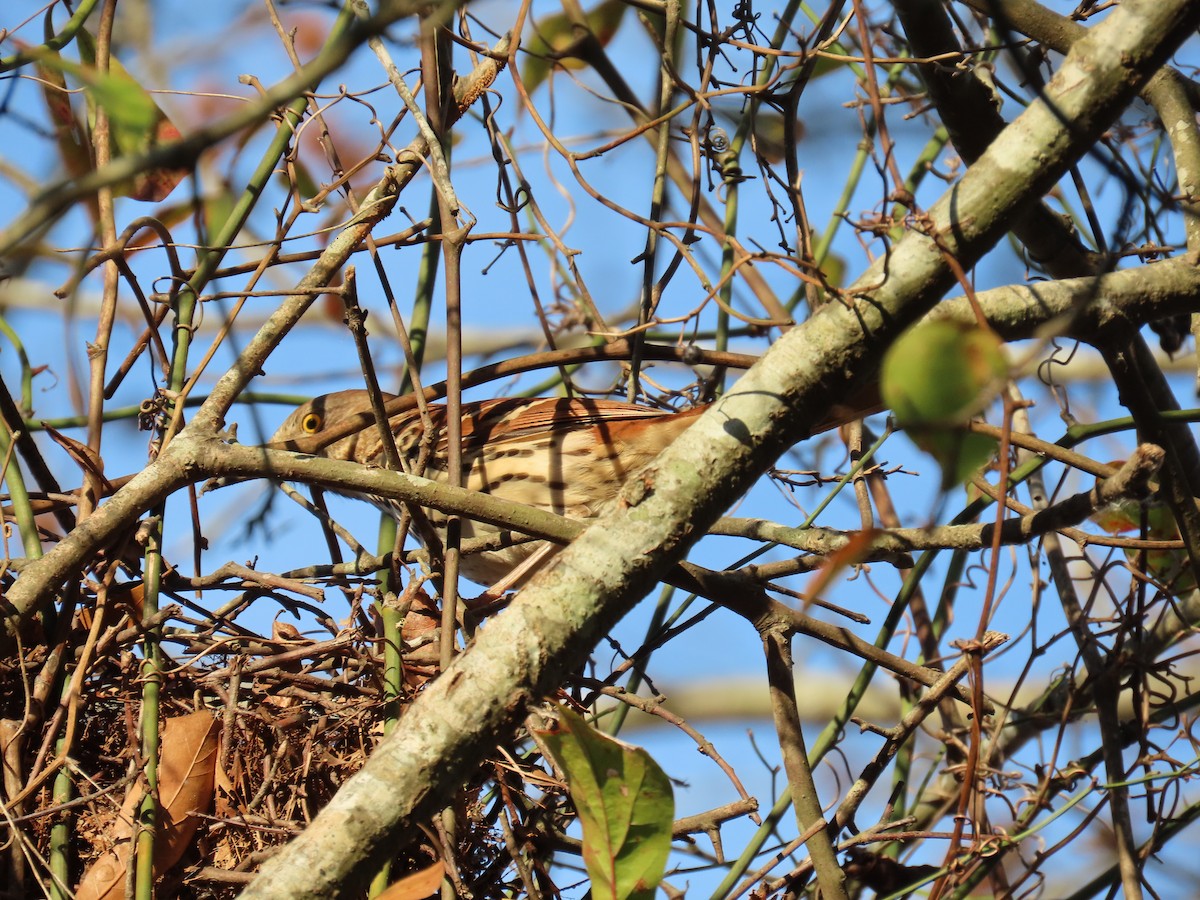 Brown Thrasher - ML646852017