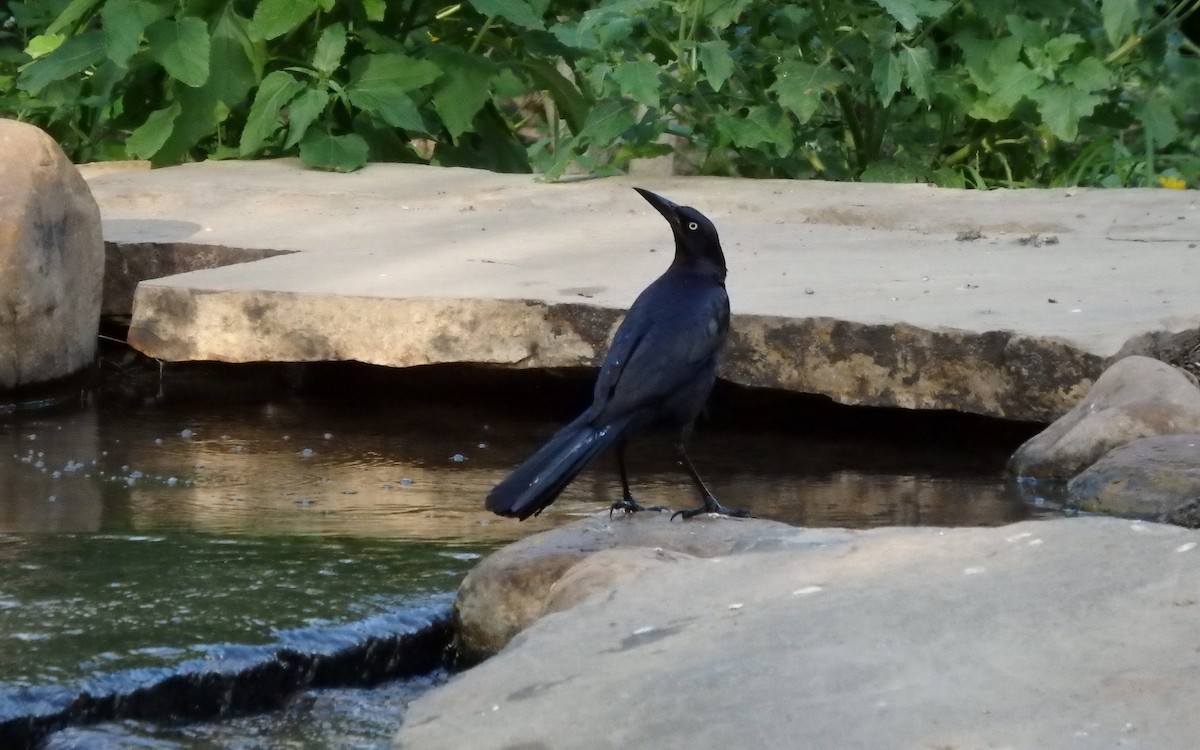 storstjerttrupial - ML646852018