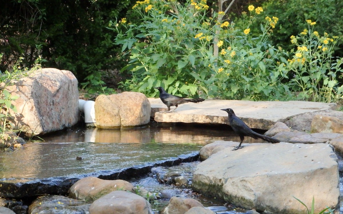 storstjerttrupial - ML646852022