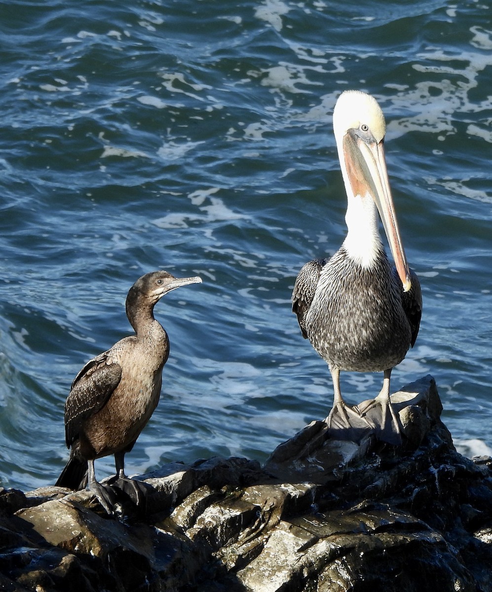 Brown Pelican - ML646852026